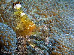 Anemone commensal shrimp (Periclimenes brevicarpalis) - P... by Marco Waagmeester 